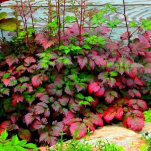 Astilbe arendsii 'Color Flash'; Arendsi astilbe 'Color Flash'