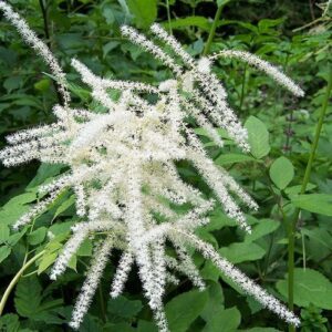Aruncus dioicus