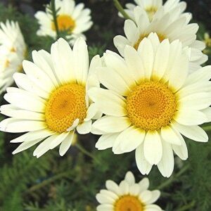 Anthemis 'Sauce Hollandaise'