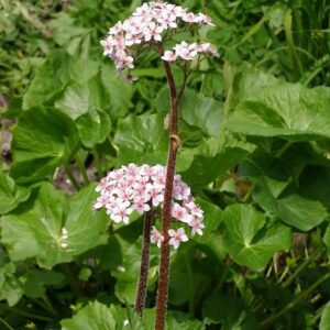 Darmera peltata; kilpleht