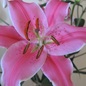Lilium 'Pink Perfection'