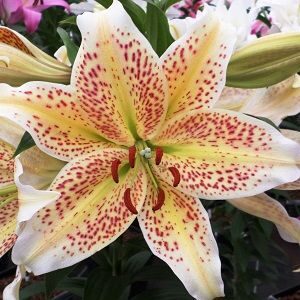 Lilium 'Tigermoon'