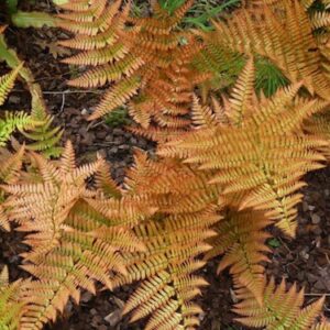 Dryopteris erythrosora; punaloor-sõnajalg