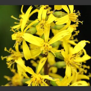 Ligularia przewalskii; Prževalski kobarpea