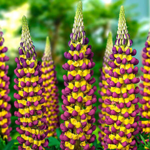 Lupinus 'Manhattan Lights'; lupinus 'Manhattan Lights'