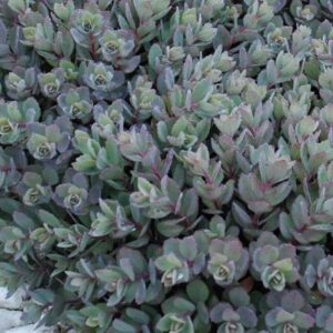 Sedum SunSparkler 'Dazzleberry'