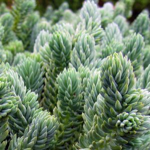 Sedum reflexum 'Blue Spruce'