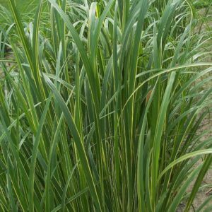 Spartina pectinata 'Aureomarginata'