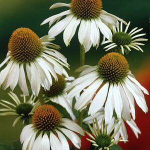 Echinacea purpurea 'Alba'; punane siilkübar 'Alba'
