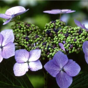 Hydrangea macrophylla 'Blue Wave' syn.'Mariesii Perfecta'