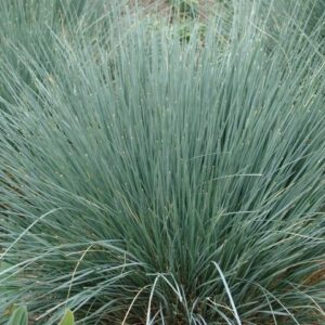 Helictotrichon sempervirens 'Saphirsprudel'; igihaljas kaerand 'Saphisprudel'