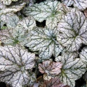Heucherella 'Quicksilver'; pisipööris 'Quicksilver'