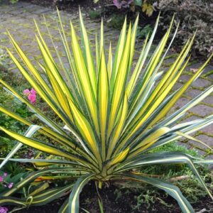 Yucca filamentosa 'Color Guard'