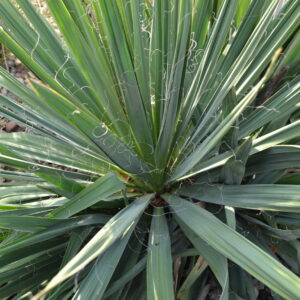 Yucca filamentosa