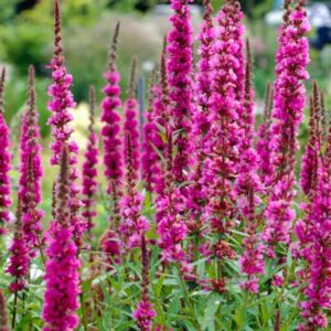 Lythrum salicaria 'Zigeunerblut'; harilik kukesaba 'Zigeunerblut'