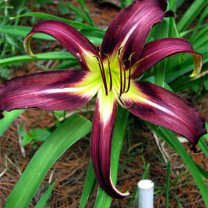 Hemerocallis 'Black Arrowhead'; päevaliilia 'Black Arrowhead'