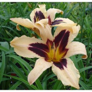 Hemerocallis 'Wild Horses'; päevaliilia 'Wild Horses'