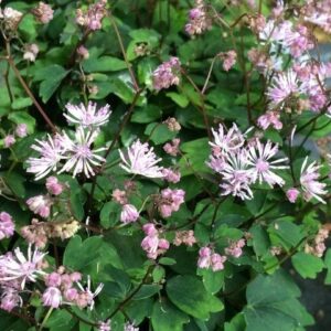 Thalictrum kiusianum