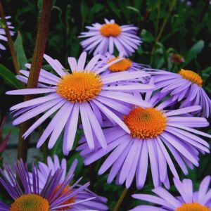 Aster tongolensis 'Napsbury'; sinakas aster 'Napsbury'