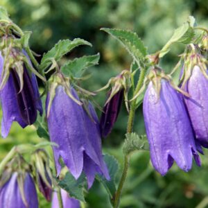Campanula 'Sarastro'; kellukas 'Sarastro'