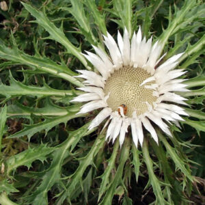 Carlina acaulis ssp. simplex; varretu keelikurohi