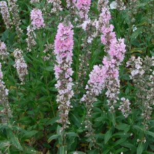 Lythrum salicaria 'Blush'; harilik kukesaba 'Blush'