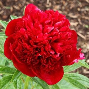 Paeonia lactiflora 'Red Charm'; valgeõieline pojeng 'Red Charm'