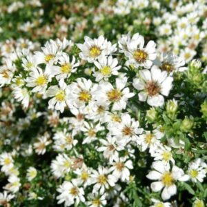 Aster ericoides / Symphyotrichum ericoides 'Snowflurry'