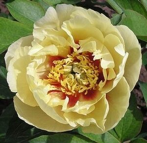 Paeonia itoh 'Prairie Charm'