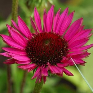 Echinacea purpurea 'Vintage Wine'; punane siilkübar 'Vintage Wine'
