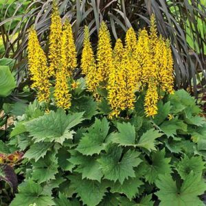 Ligularia 'Bottle Rocket'; kobarpea 'Bottle Rocket'
