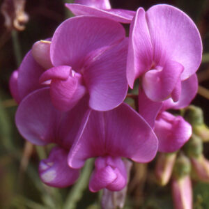 Lathyrus latifolius 'Pink Pearl'; laialehine seahernes 'Pink Pearl'