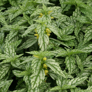 Lamiastrum galeobdolon 'Hermann's Pride'; koldnõges 'Hermann's Pride'