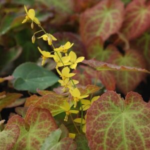 Epimedium × perralchicum 'Frohnleiten'; Wilsoni epimeedium 'Frohnleiten'
