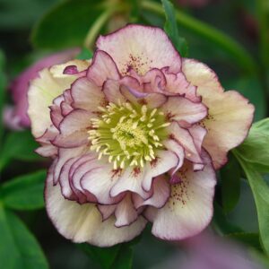 Helleborus orientalis 'Double Ellen Picotee'; kaukaasia lumeroos 'Double Ellen Picotee'