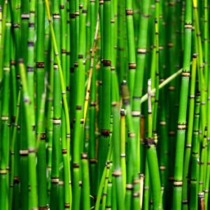 Equisetum 'Japonicum'; osi 'Japonicum'