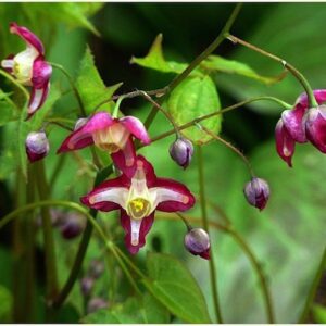 Epimedium × rubrum; punane epimeedium