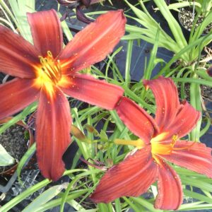 Hemerocallis 'Sammy Russell'; päevaliilia 'Sammy Russell'