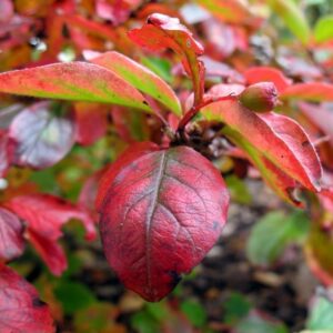 Cotoneaster lucidus