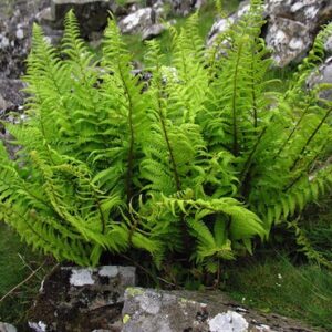 Dryopteris affinis; meelis-sõnajalg