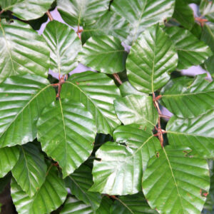 Fagus sylvatica