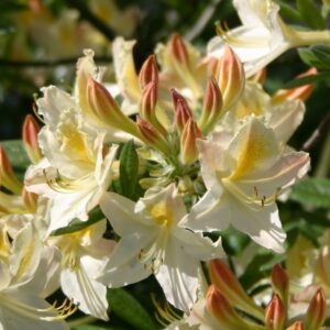 Rhododendron luteum 'Daviesii'