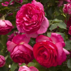 Pink Eden Rose® / Cyclamen Pierre de Ronsard®