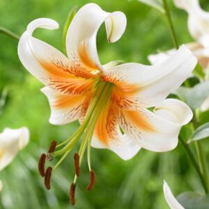 Lilium 'Lady Alice'