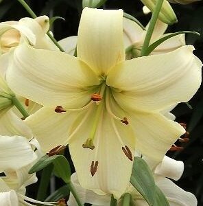 Lilium 'Pearl White'