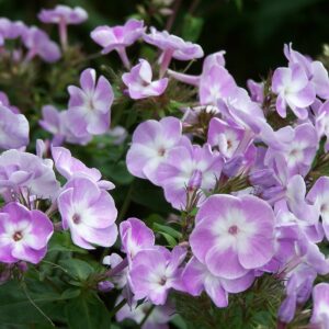 Phlox paniculata 'Katherine'; aed-leeklill 'Katherine'