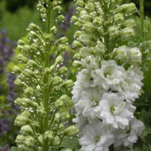 Delphinium 'Galahad'; kukekannus 'Galahad'