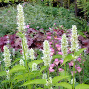Agastache rugosa 'Alabaster'