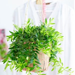 Aeschynanthus "Japhrolepis"