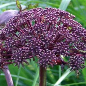 Angelica gigas